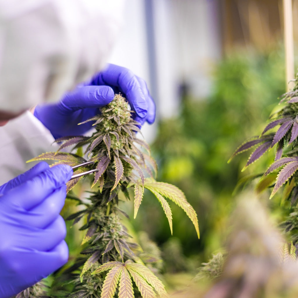 Ein forscher der mit einer Pinzette eine Cannabispflanze untersucht an der Blüte.