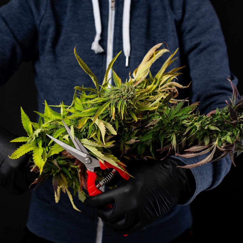 Dunkel angezogener Man, der die Arme voll mit abgeschnittenen Cannabisblättern. In seiner linken Hand hält er eine rote Schere