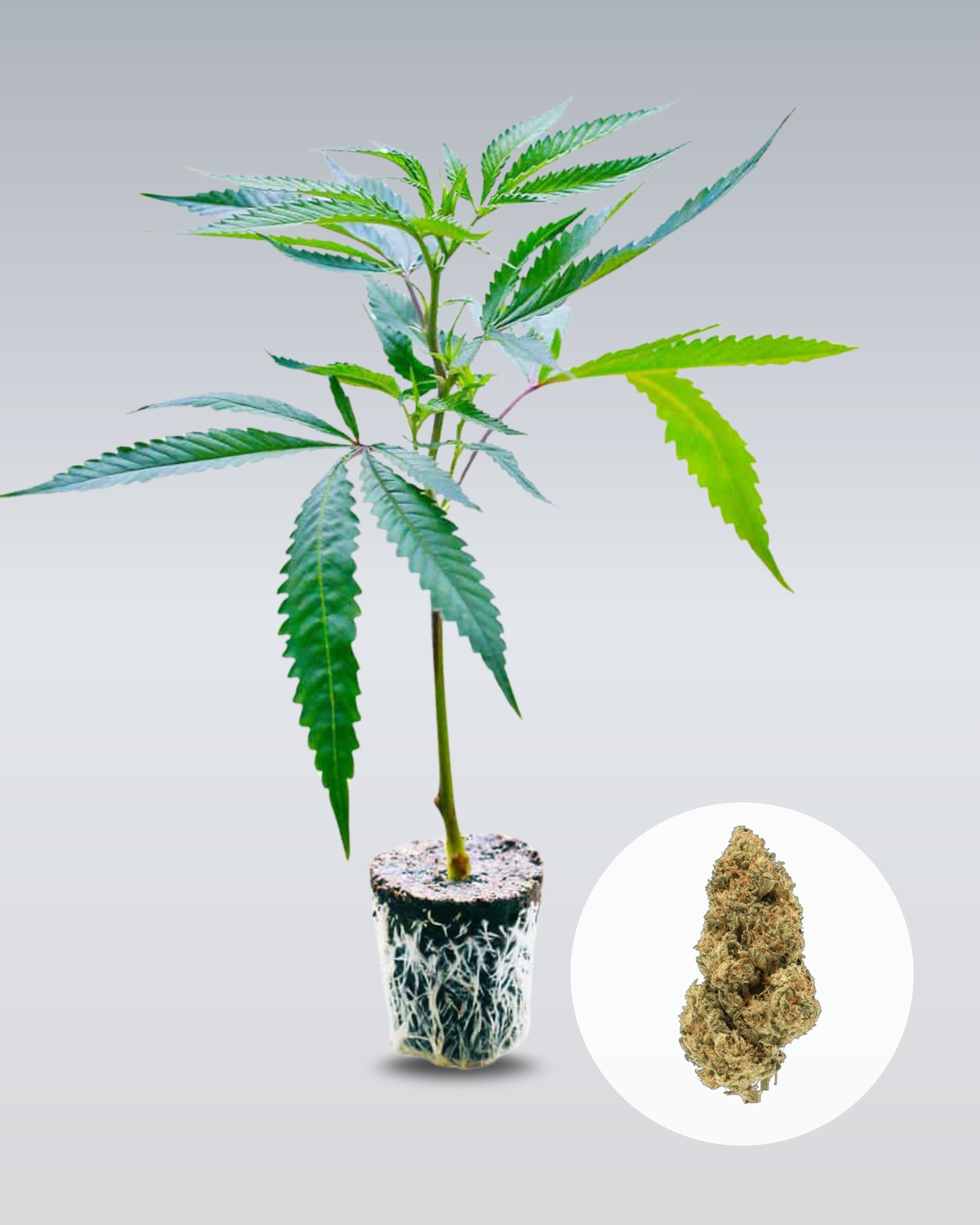 Amnesia Core Cut - THC Stecklinge - OnlyGrams