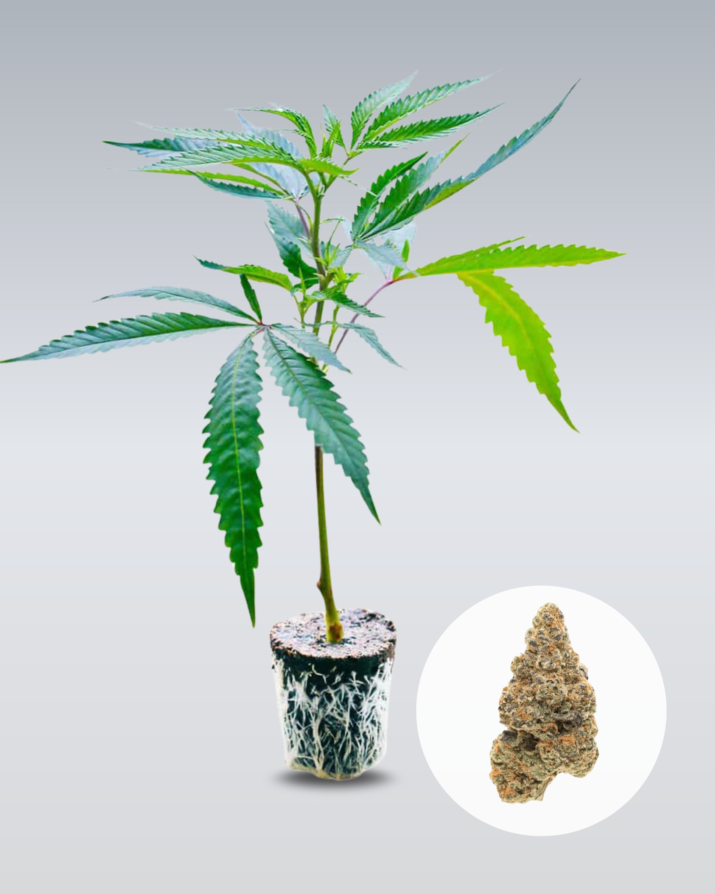 Girl Scout Cookies - THC Stecklinge - OnlyGrams