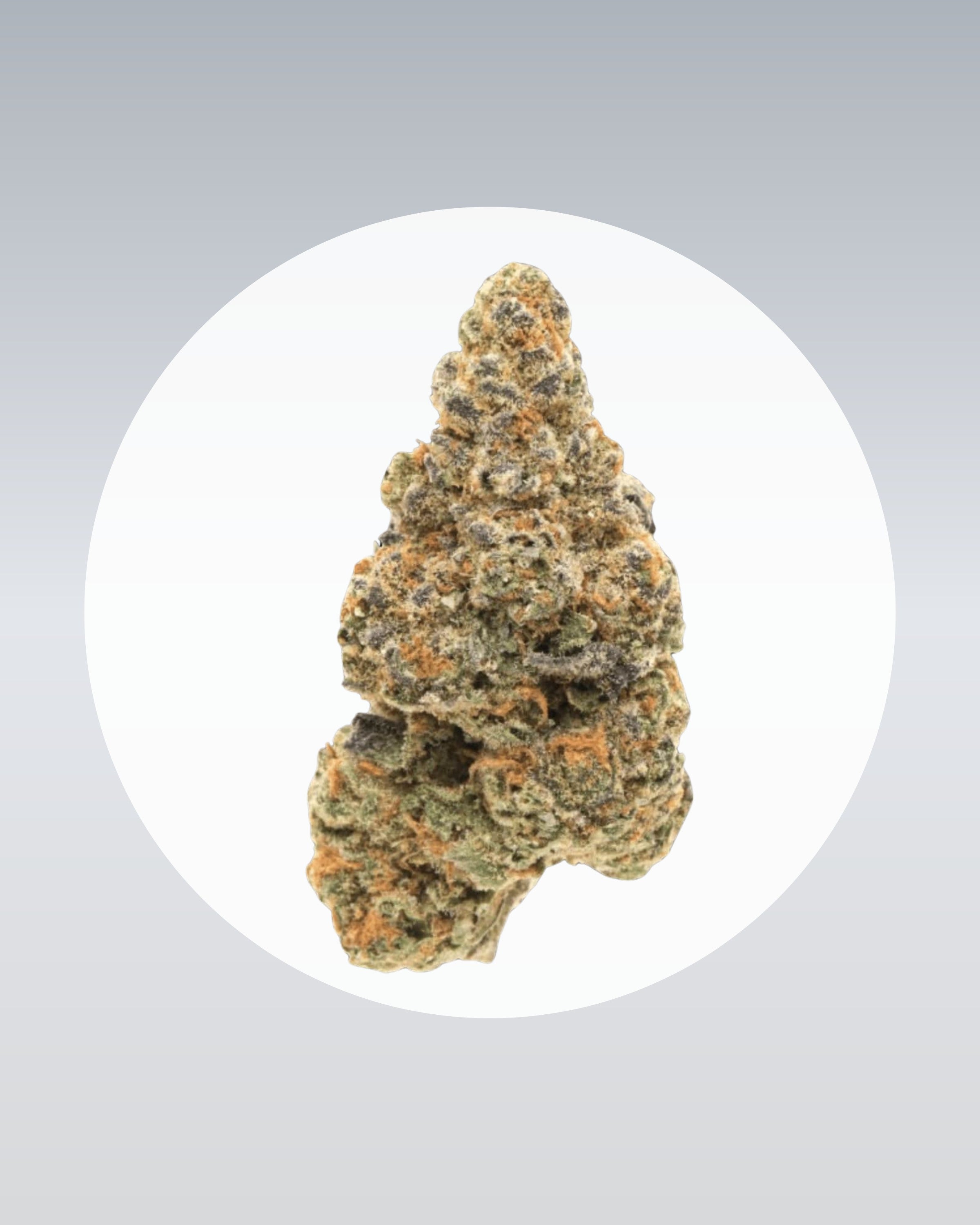 Girl Scout Cookies - THC Stecklinge - OnlyGrams