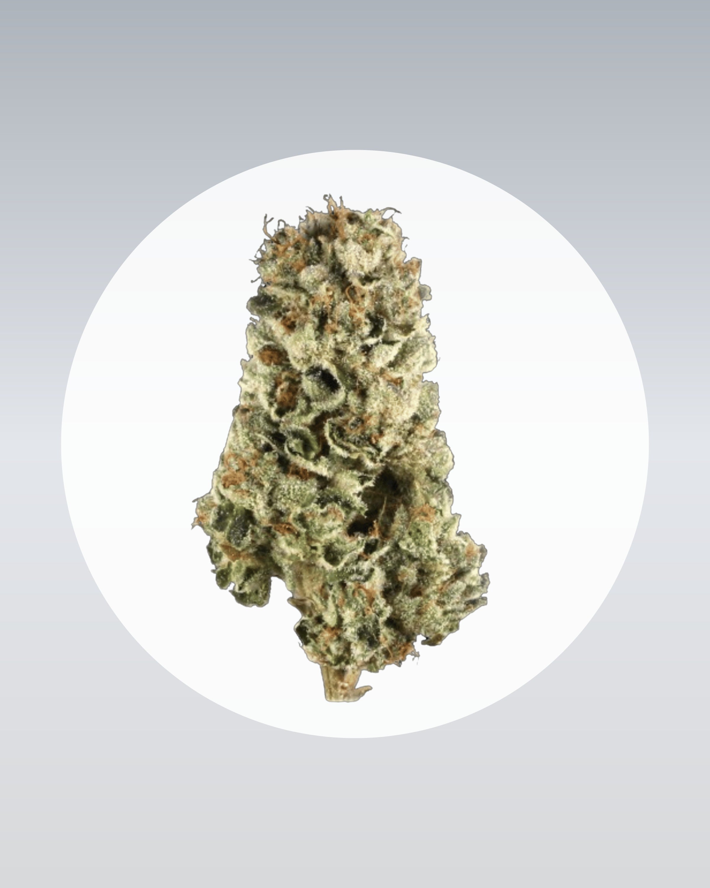 LSD - THC Stecklinge - OnlyGrams