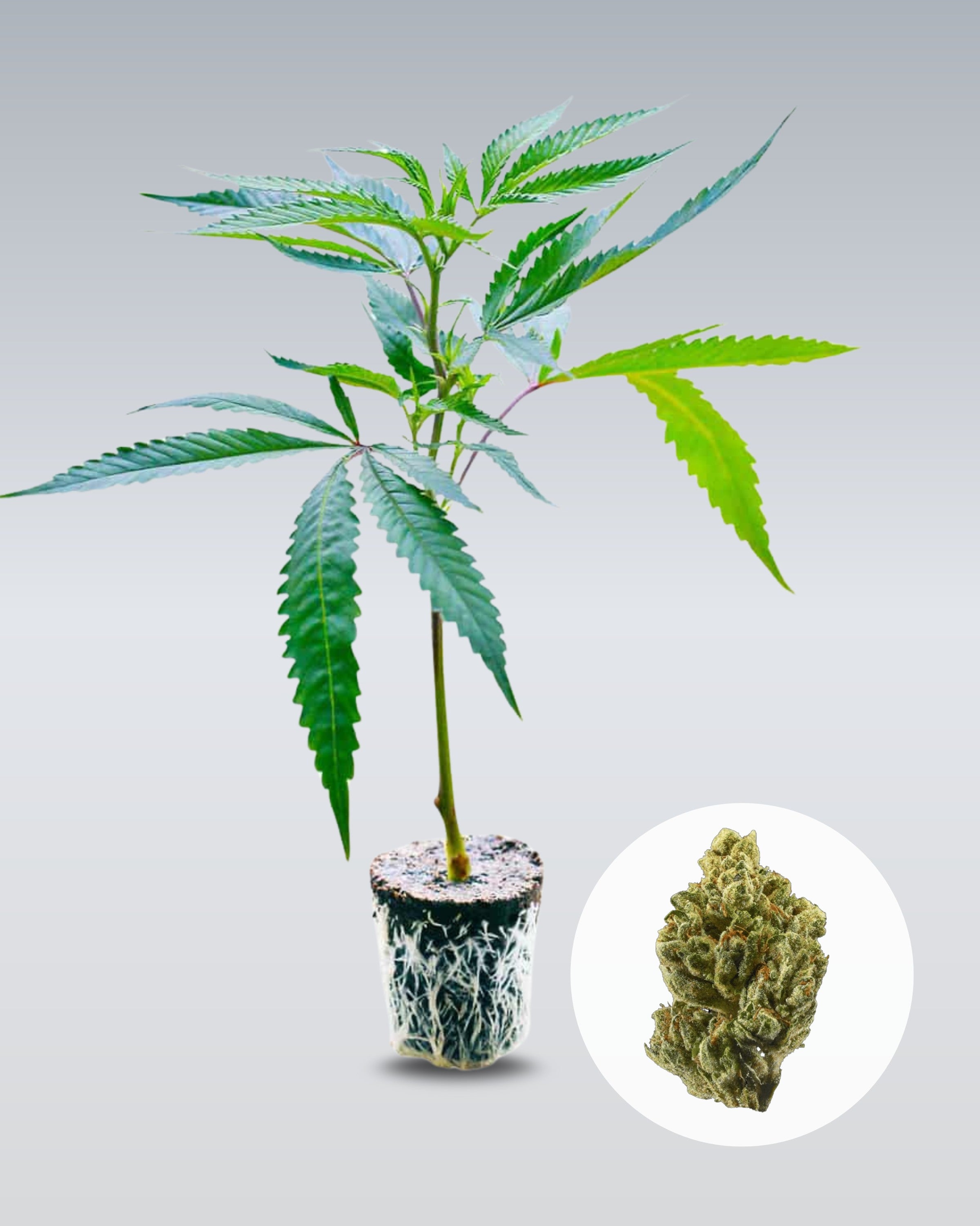 OG Kush - THC Stecklinge - OnlyGrams