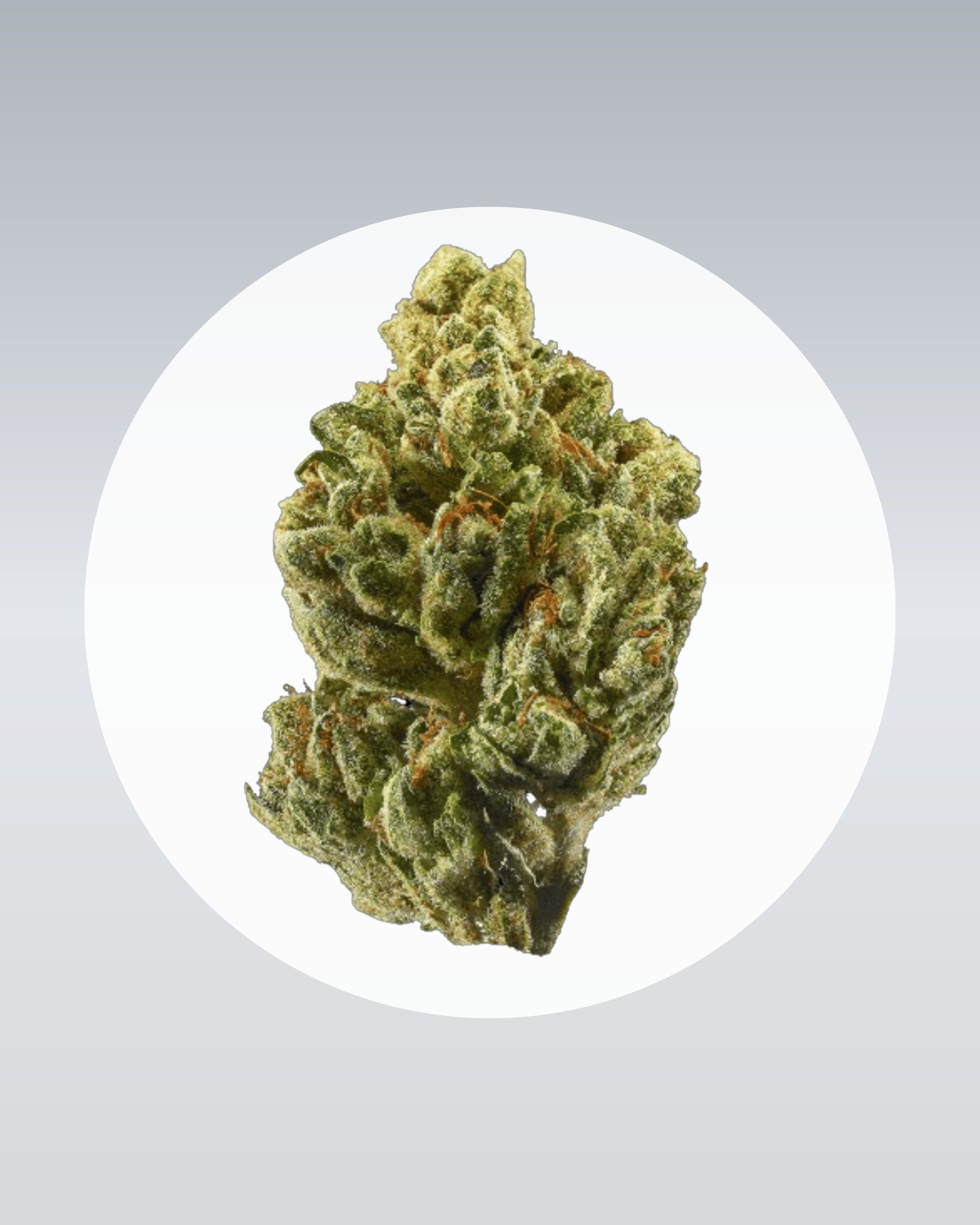 OG Kush - THC Stecklinge - OnlyGrams