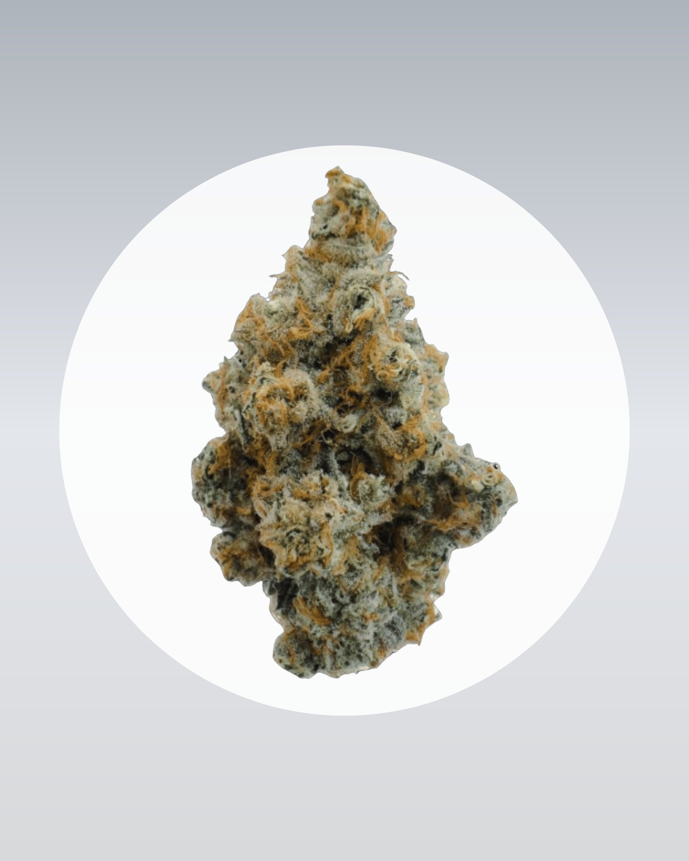 Wappa - THC Stecklinge - OnlyGrams