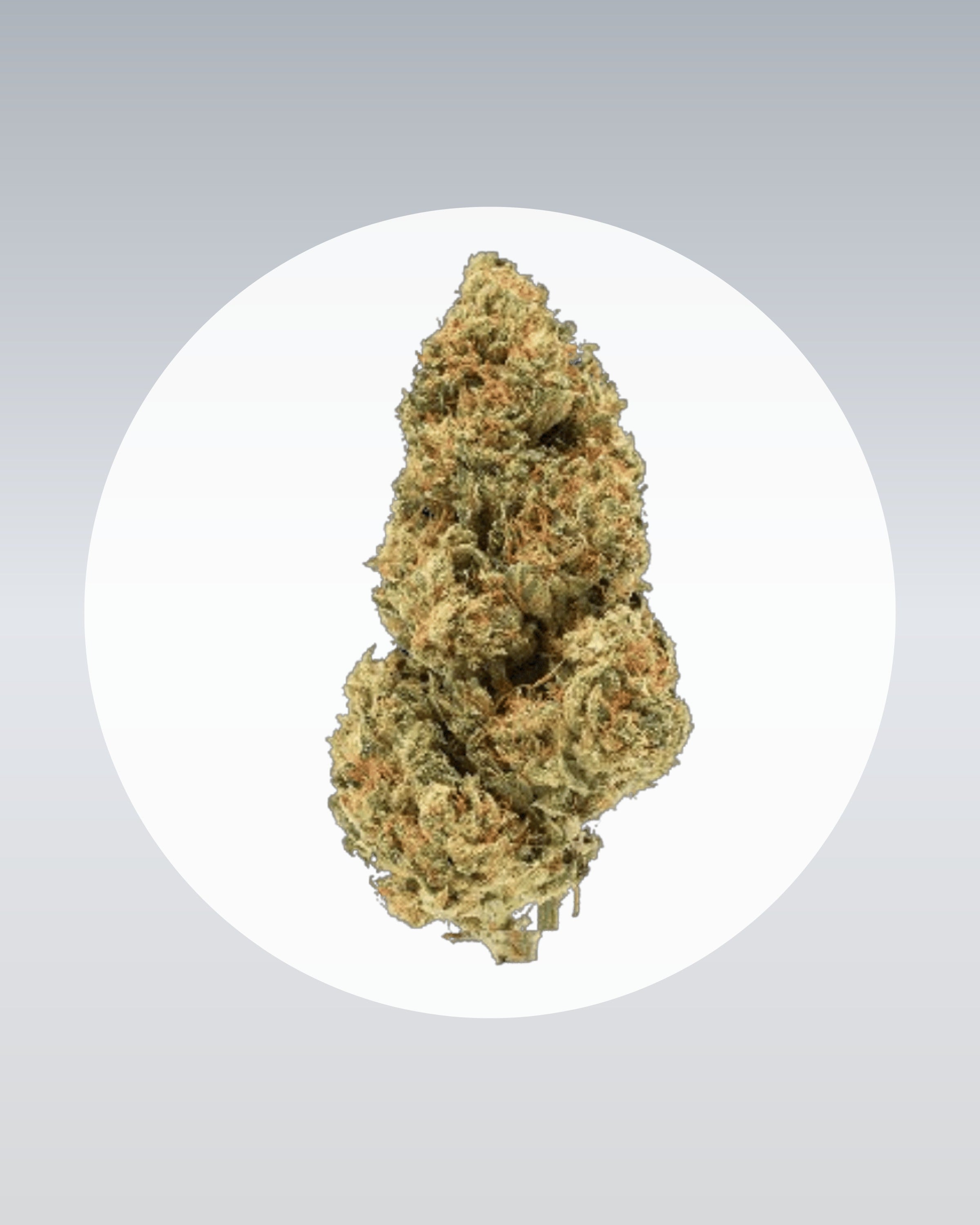 Blue Zushi - THC Stecklinge - OnlyGrams