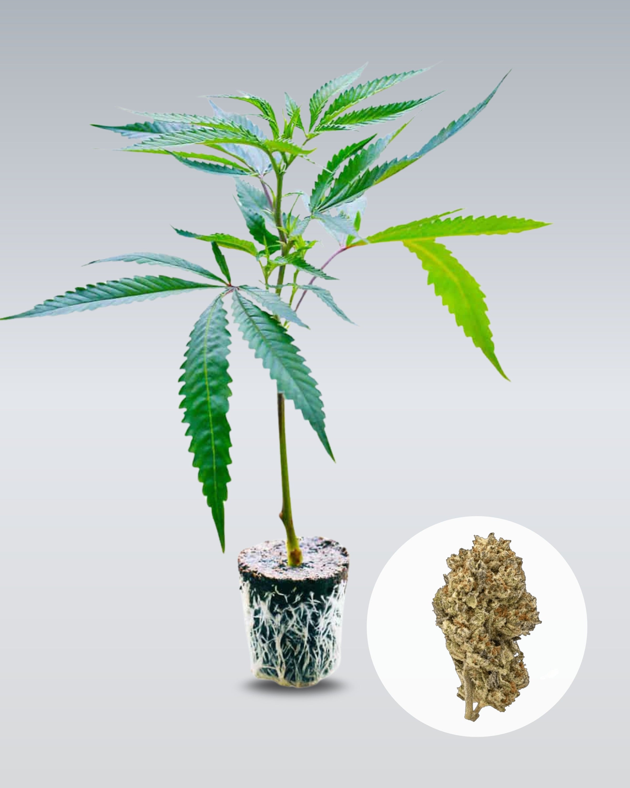 Cake & Punch - THC Stecklinge - OnlyGrams