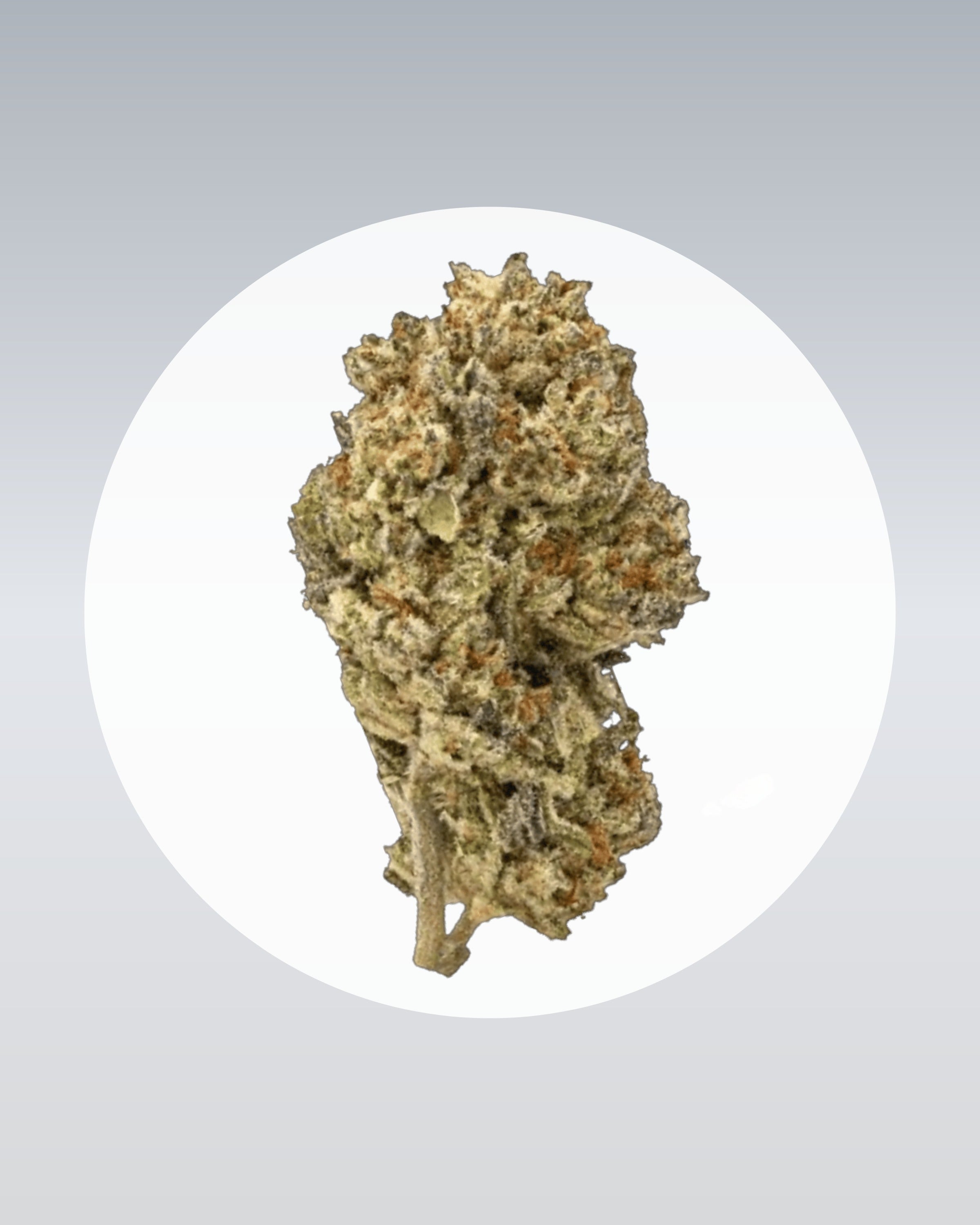 Cake & Punch - THC Stecklinge - OnlyGrams