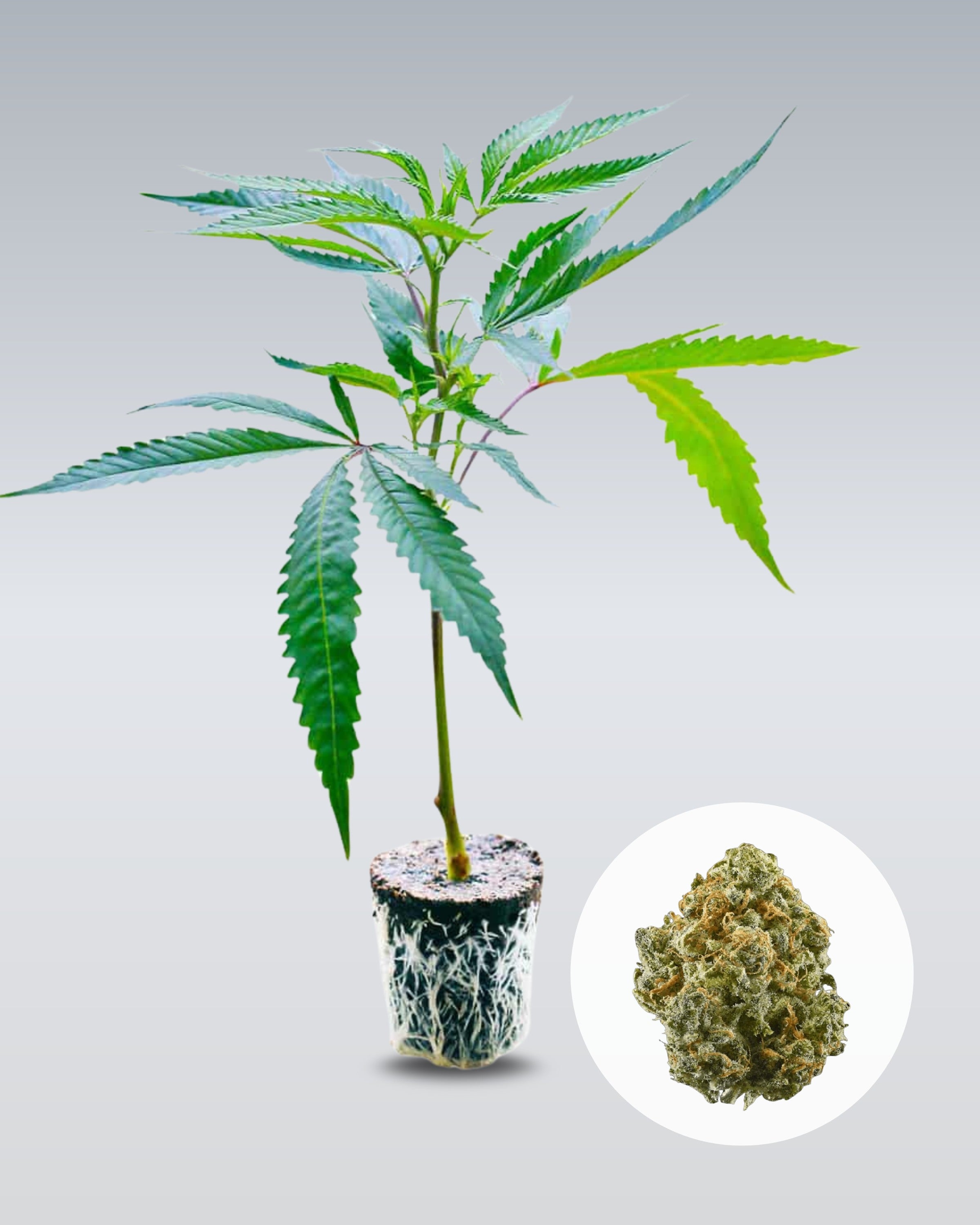 Critical+ 2.0 - THC Stecklinge - OnlyGrams