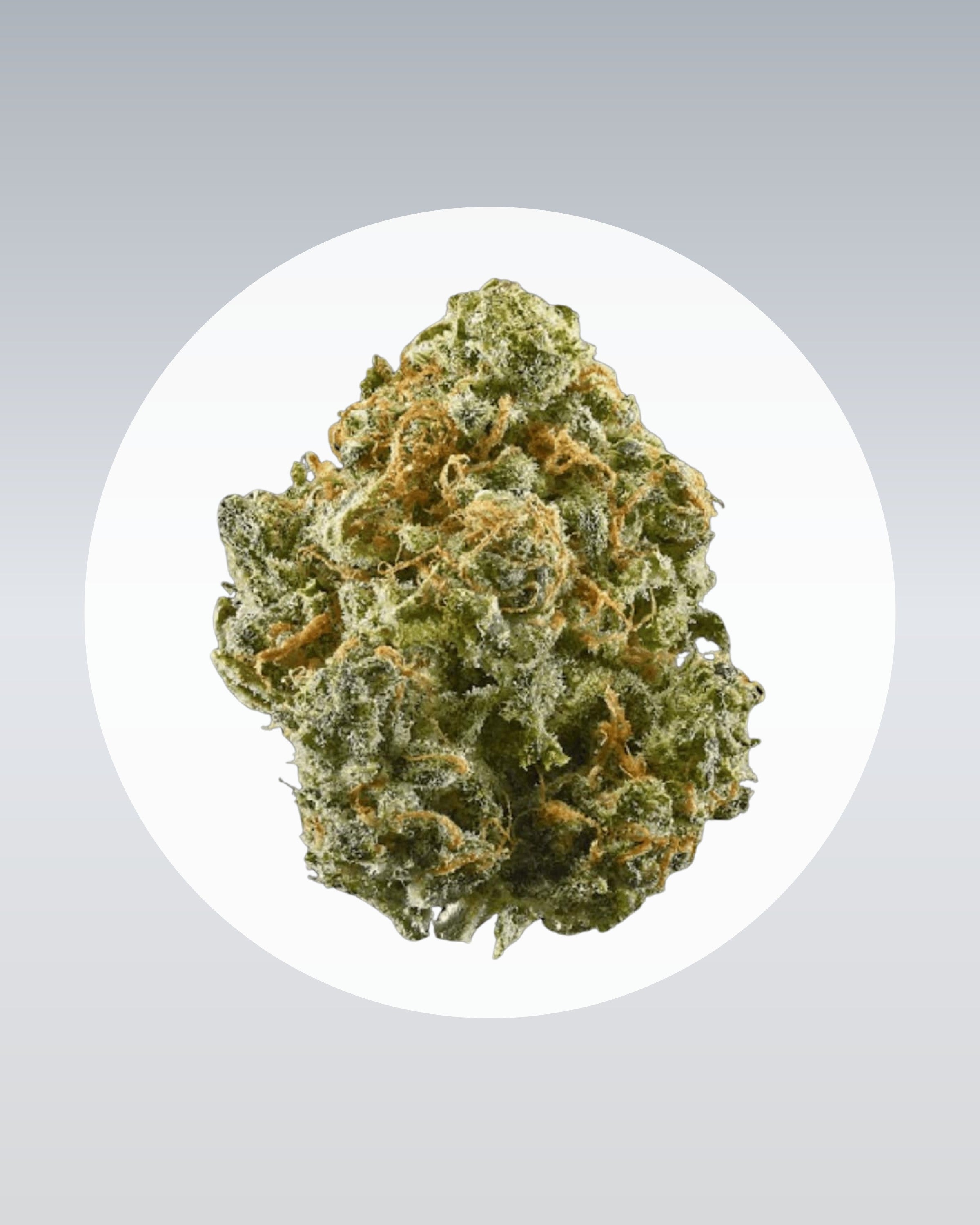 Critical+ 2.0 - THC Stecklinge - OnlyGrams