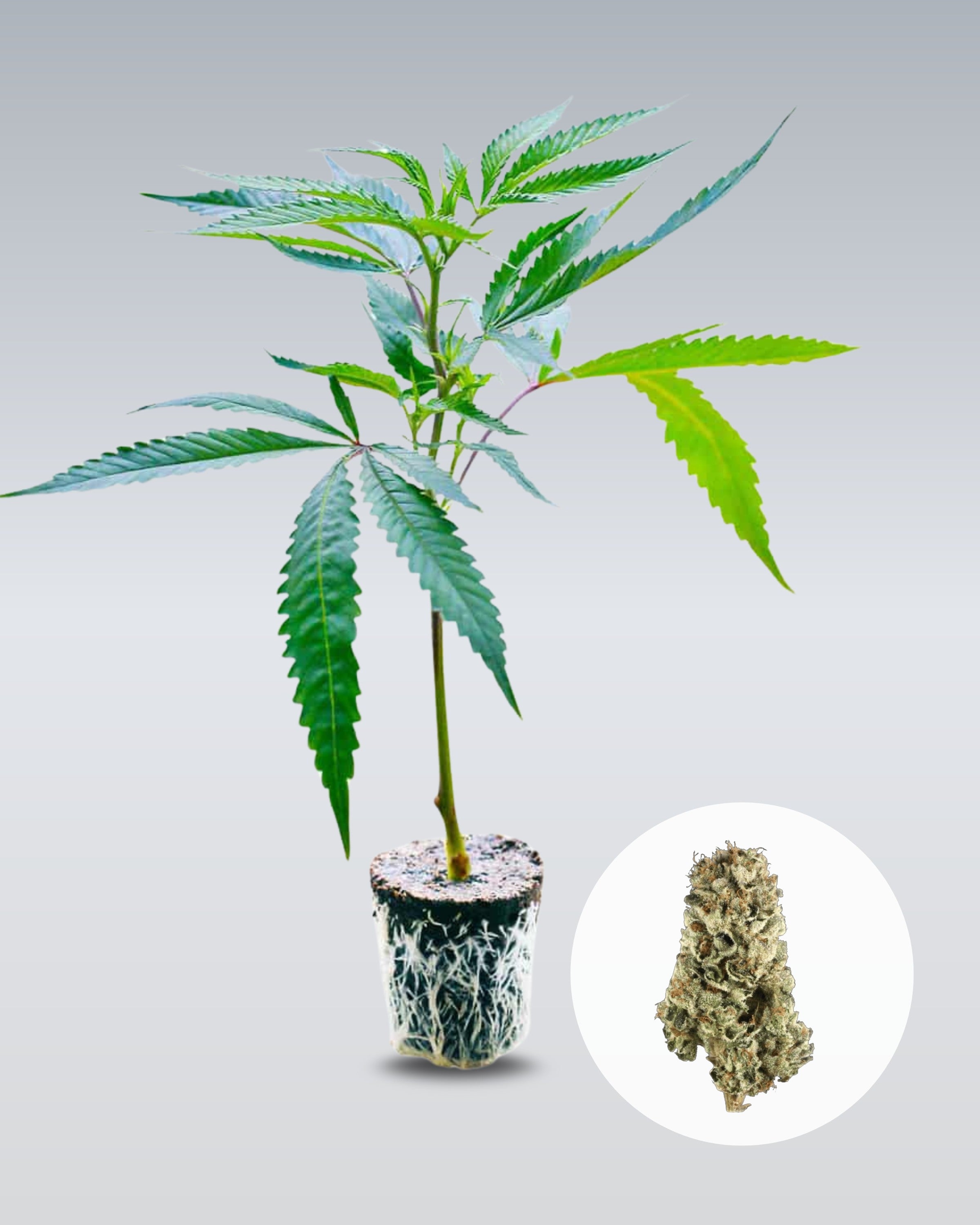 LSD - THC Stecklinge - OnlyGrams