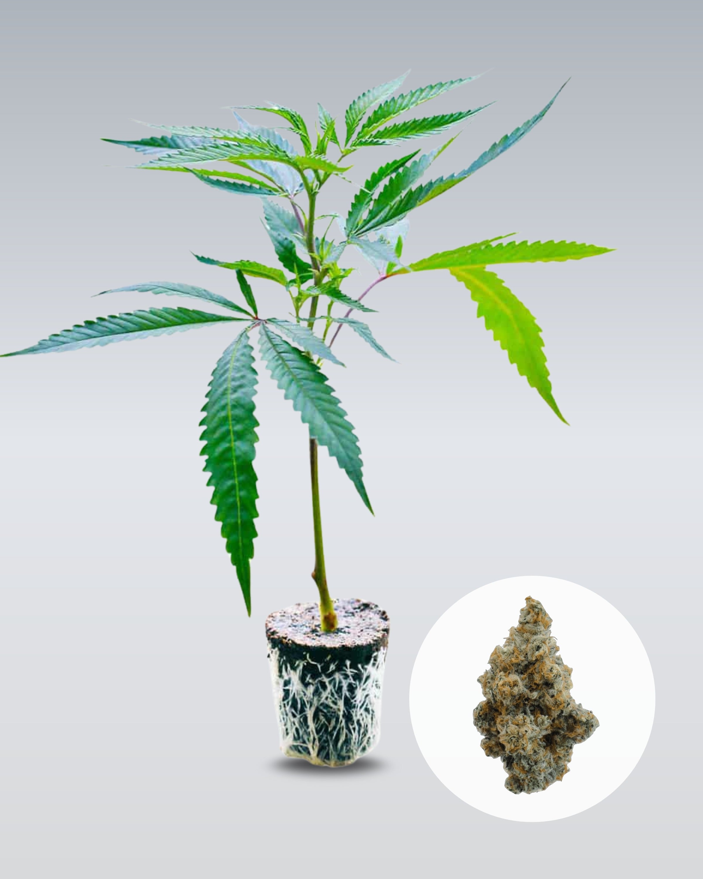 Wappa - THC Stecklinge - OnlyGrams