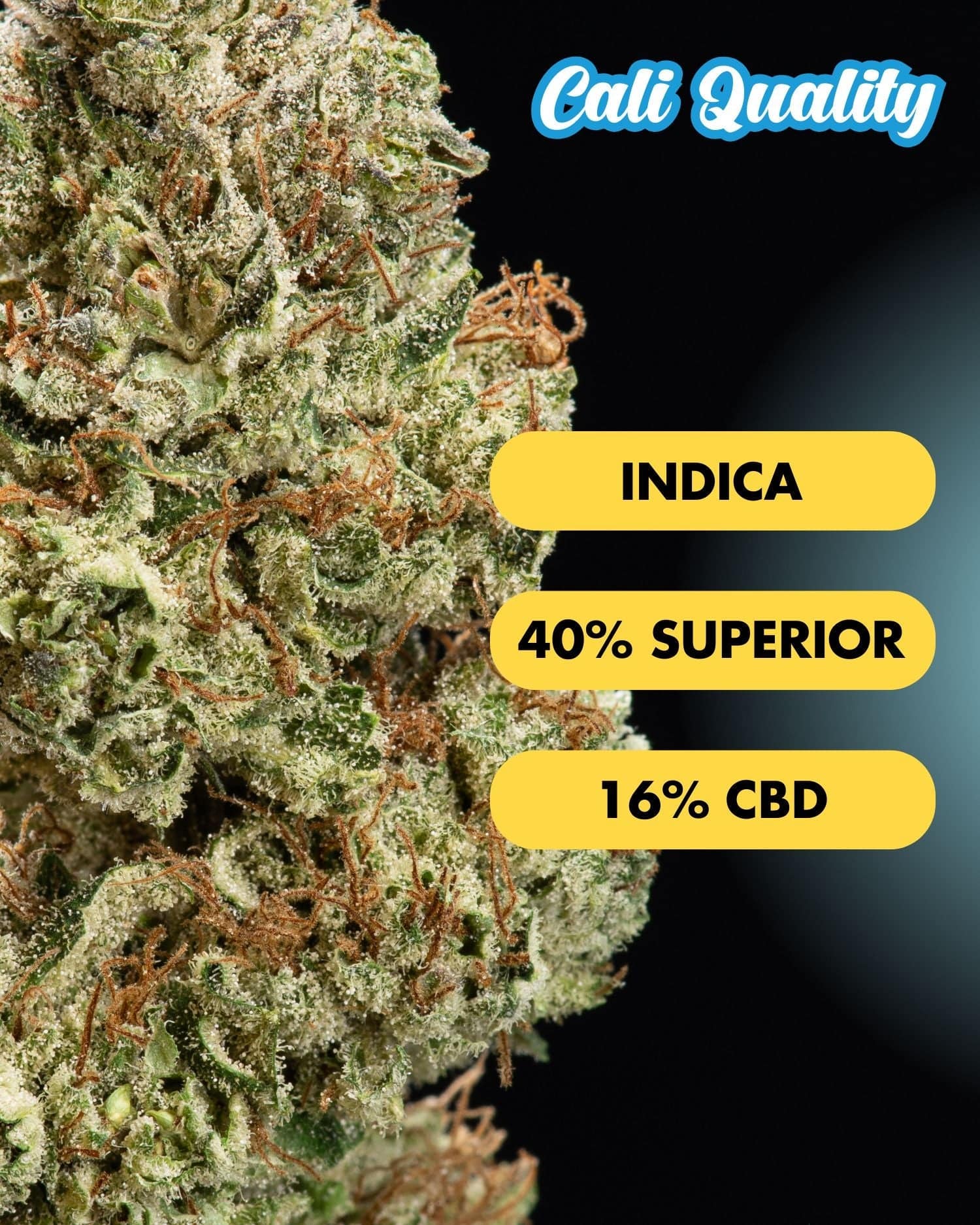 Orange Ice - Superior Blüte 40% - OnlyGrams